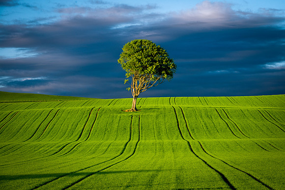 Lone Tree West Kilbride