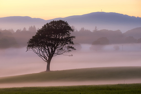Lone Tree