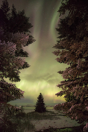 The Evergreens of Iceland