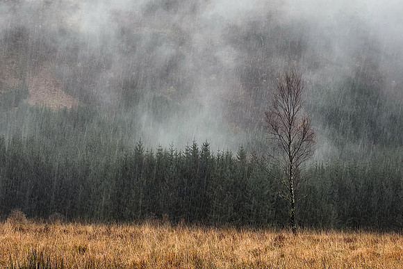Textures of Scotland at Glen Orchy