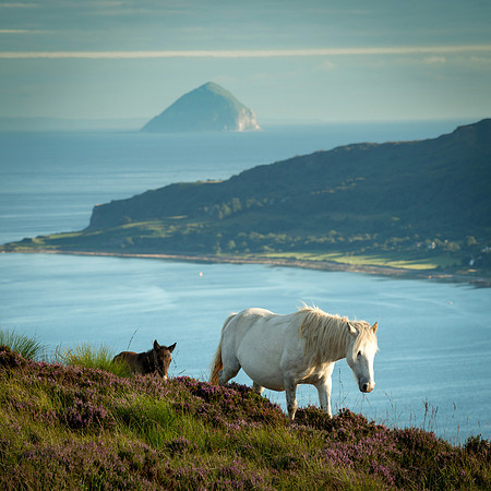 The locals on Holy Isle