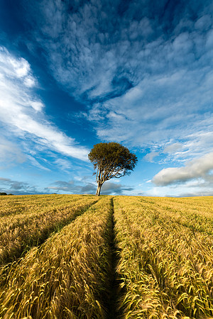 Harvest time West Kilbride.