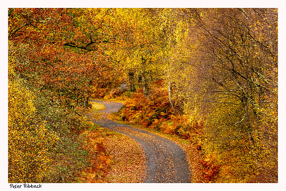 Autumn Colours.