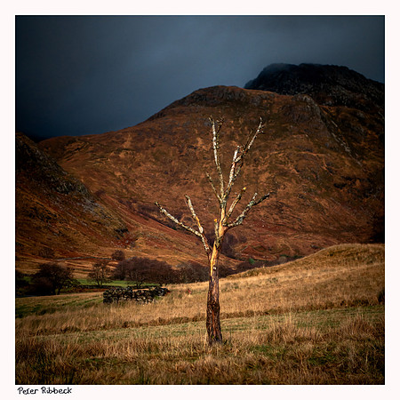 Corran Tree
